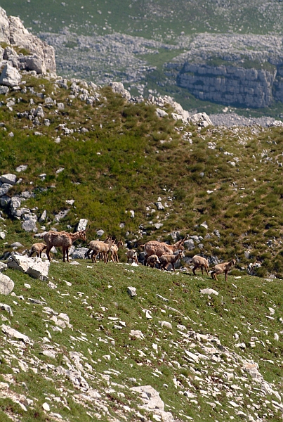 Camoscio d''Abruzzo Rupicapra pyrenaica ornata